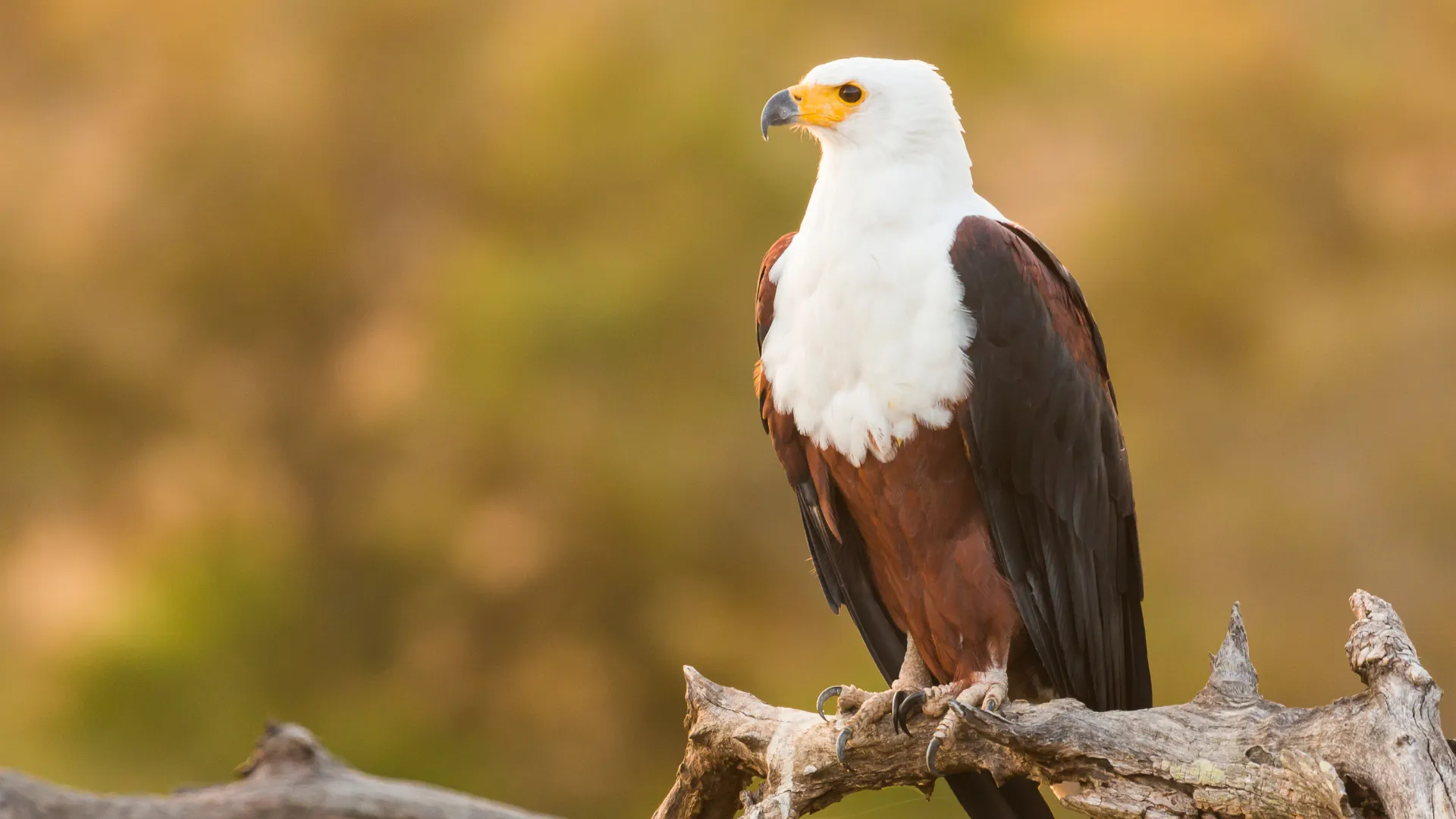 A lesson from eagles