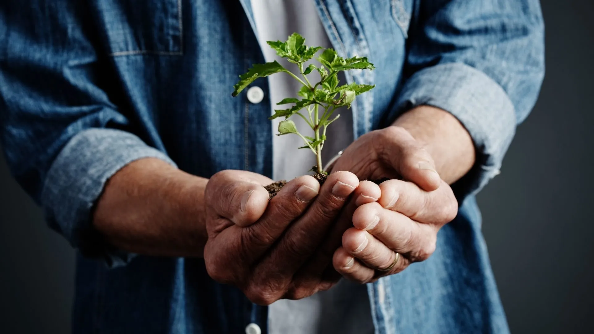 Liewe Groen, Sagmoedige Neelsie