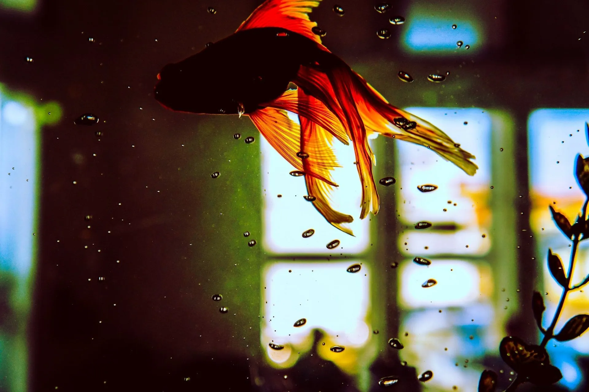 Pappa, Pappa maak die vissie dood