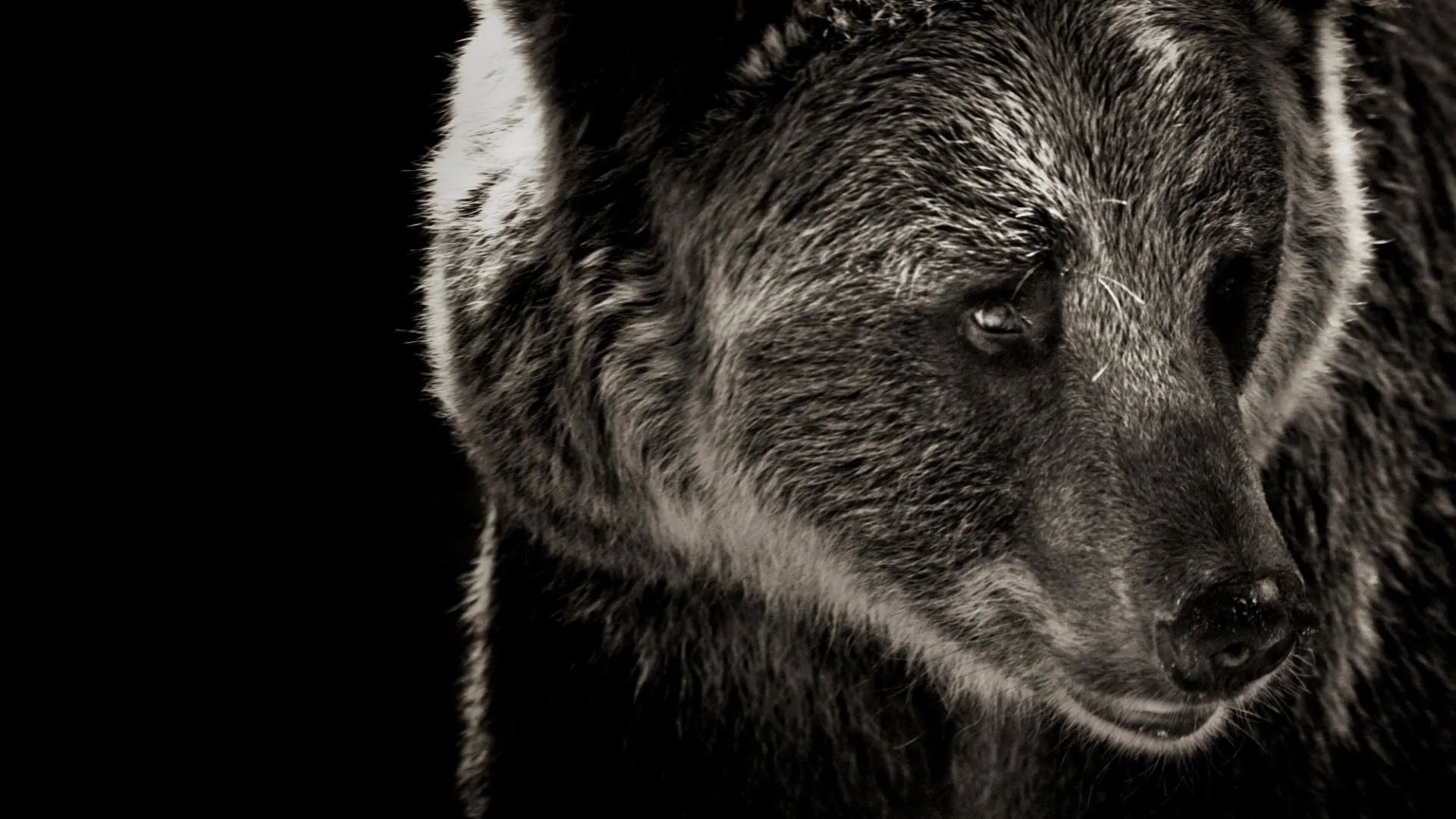 Preparing for the bear